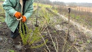 Як розмножувати агрус живцями?