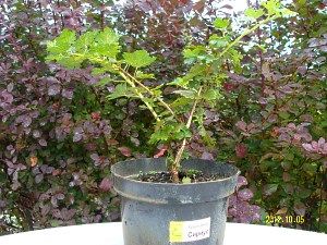 Як розмножувати агрус живцями?