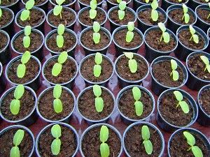 Розсада огірків (відео)