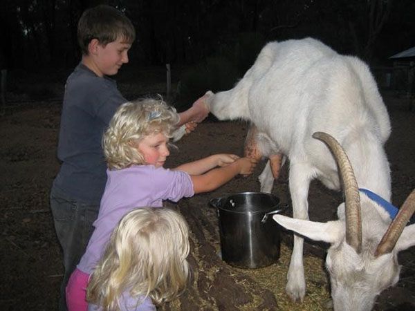 Діти доять козу