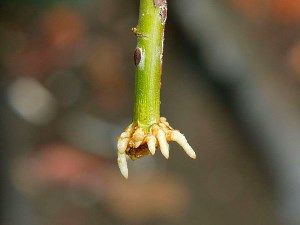 держак троянди