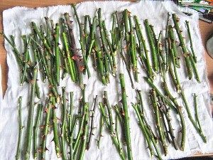 готові живці троянд