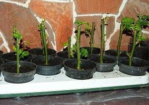 живці в горщиках