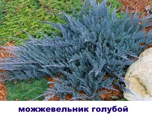 блакитний ялівець