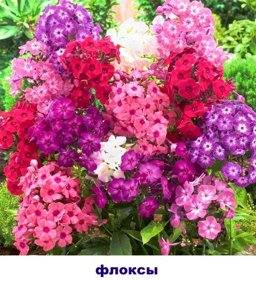 флокси