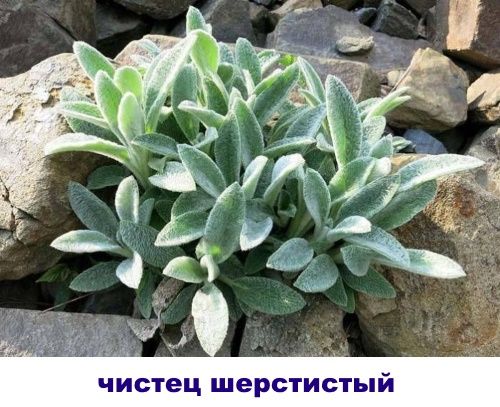 чистец шерстистий