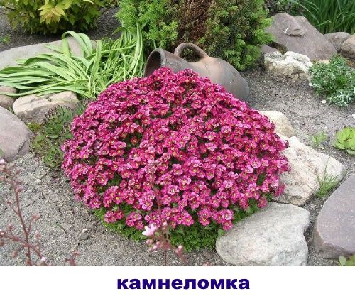 ломикамінь