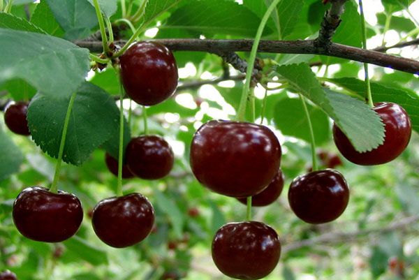дозріває вишня