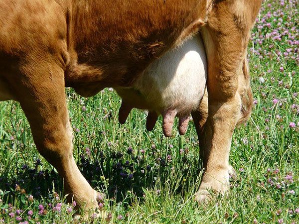 Продуктивність корови залежить і від породи тварини, і від якості годівлі