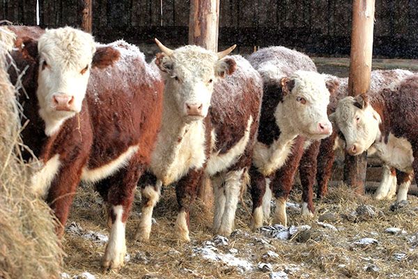 якутські корови
