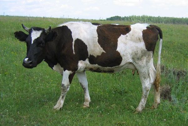Корова на пасовищі