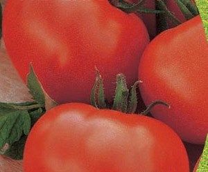 Білий налив 241