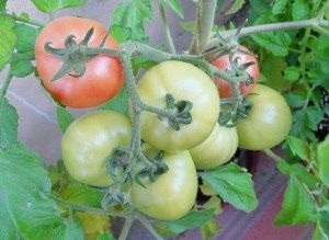 сорт Москвич