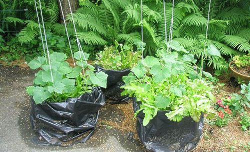 на фото вирощування огірків в пакетах