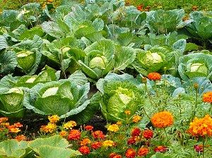 Сумісність рослин на городі!