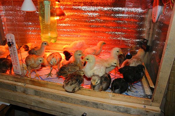 Що дають курчатам у перші дні життя