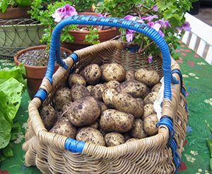 дозріла картопля