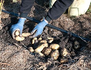 Урожай картоплі під соломою