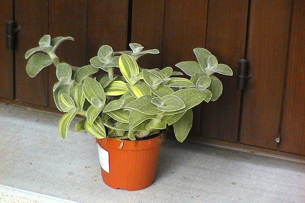 Сілламонтана в горщику