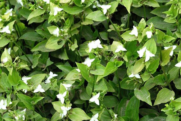 традесканція Прирічна