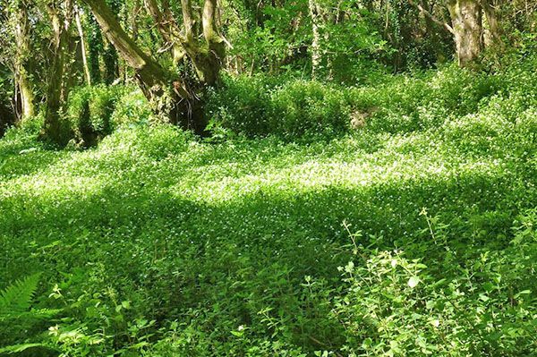 Прирічна традесканція в природі