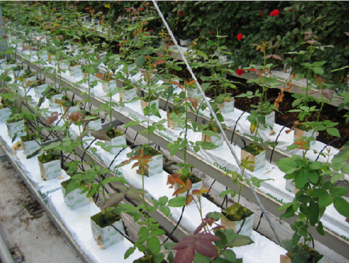 молоді саджанці