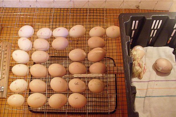 Інкубація будинку курячих яєць