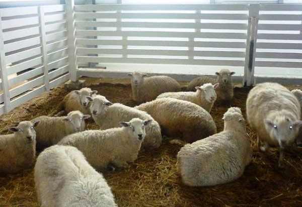 Зимове утримання овець в теплому загоні
