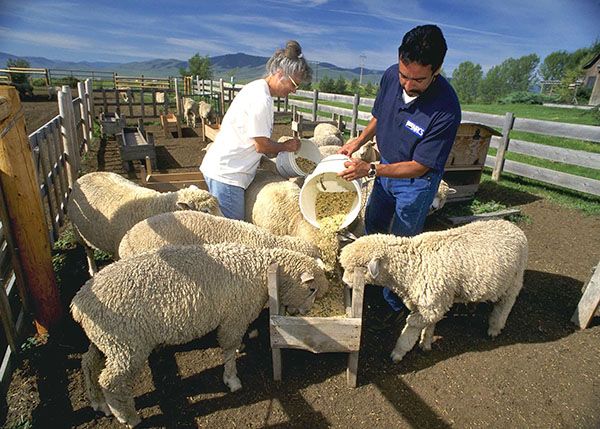 годування овець