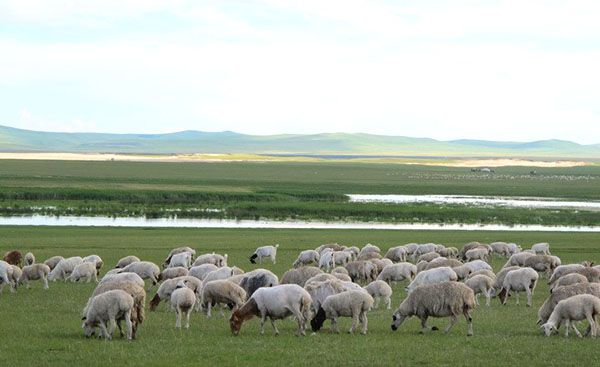 Для розвитку вівчарської бізнесу необхідно мати місця для випасу стада