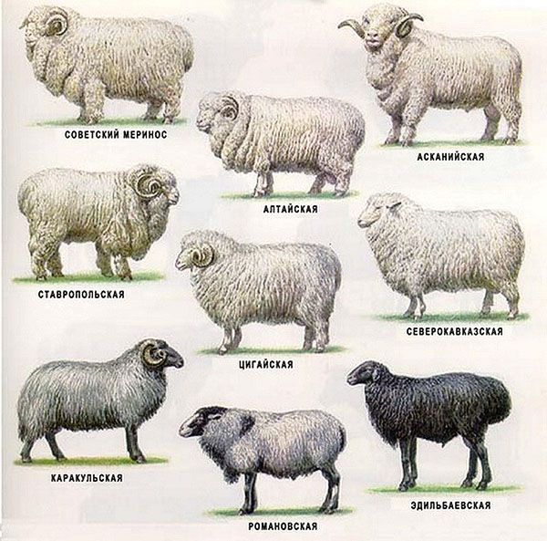 Породи овець для домашнього розведення