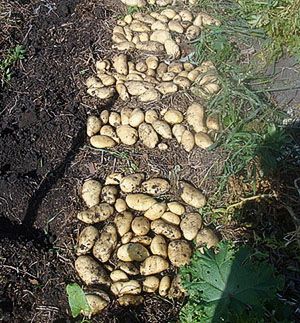 Урожай картоплі після підгортання