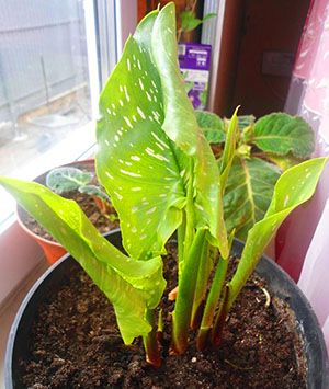 Рослина потребує добривах з вмістом фосфору й азоту