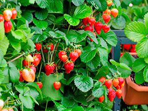 рясний урожай