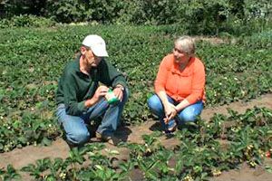 Обробка полуничної грядки