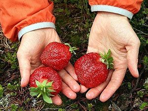 велика ягода