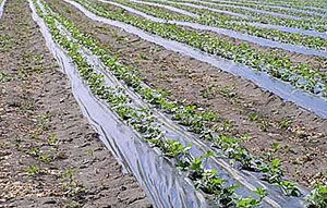 Догляд за грядками