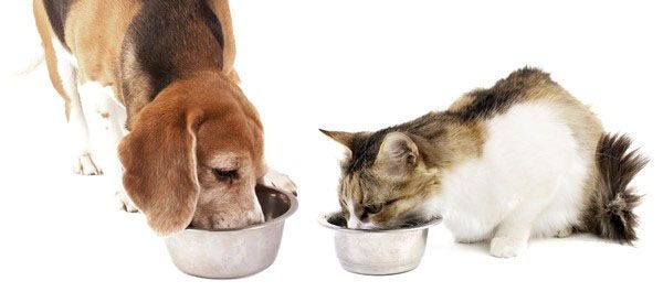 корисне харчування для собак і кішок