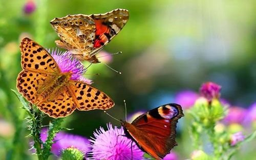 залучаємо метеликів в сад