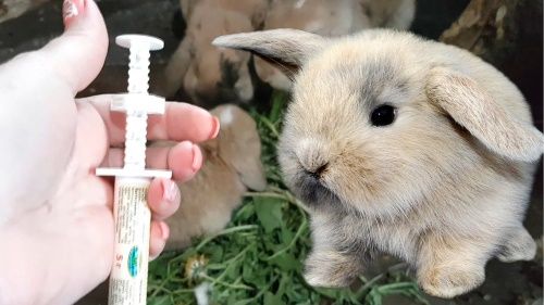 вакцинація кроликів