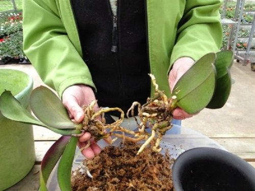як розсадити орхідею