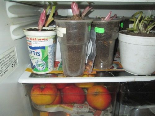 цибулини в холодильнику