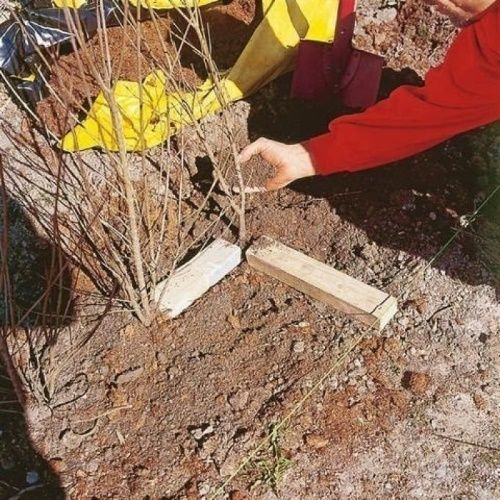 висадка саджанців