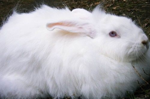 білий пухової кролик
