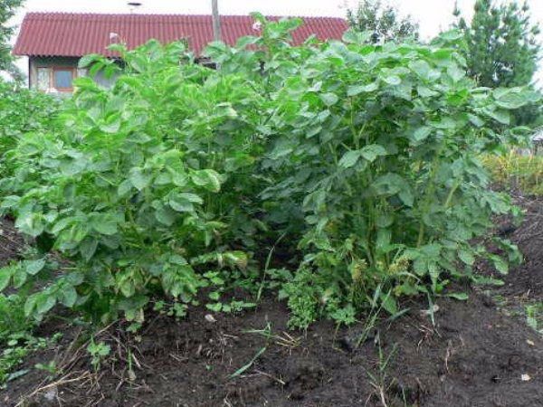 вирощування картоплі сорту Ківі
