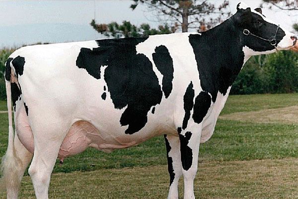 корова голштино-фризької породи