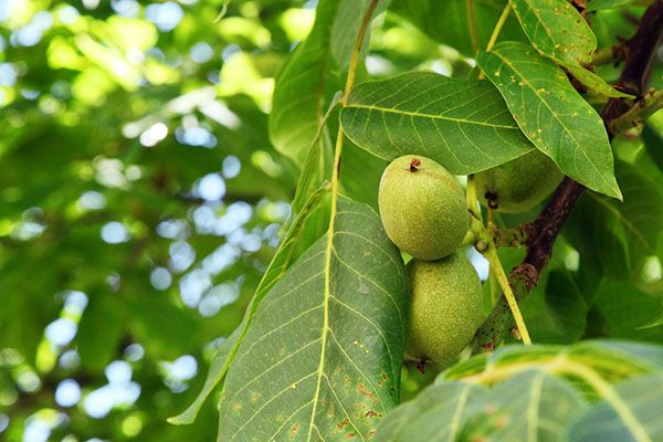 лікувальні властивості листя волоського горіха