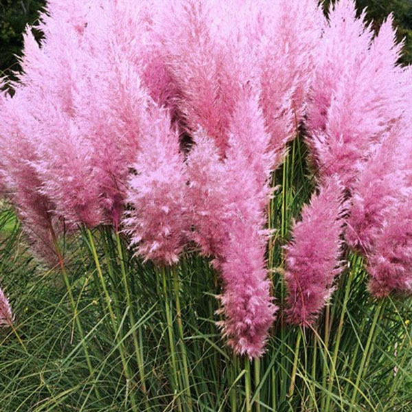 рожева пампасная трава