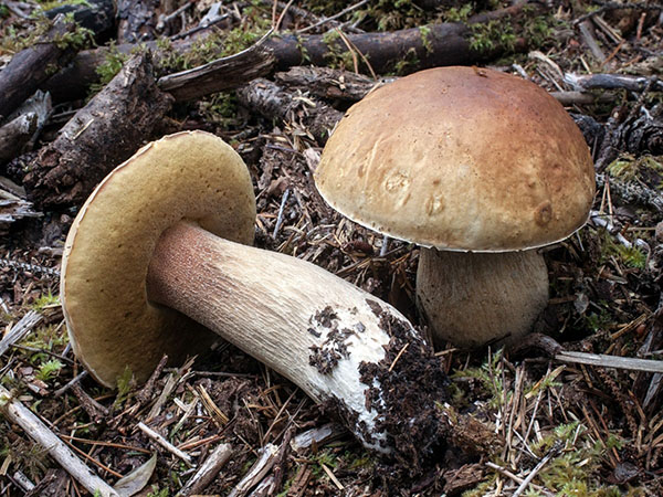 види білих грибів