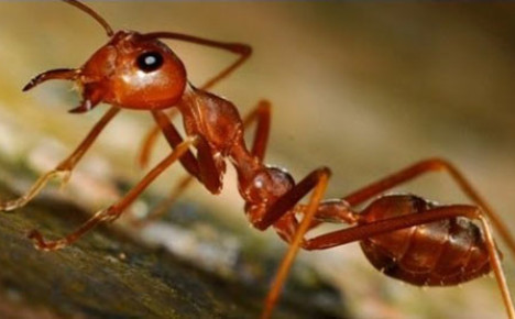 шкідник пасіки мураха